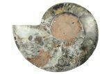 Cut & Polished Ammonite Fossil (Half) - Unusual Black Color #250525-1